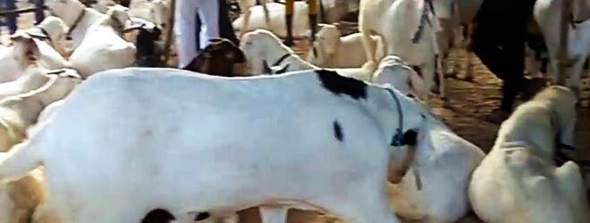 قربانی کے مدنی پھول